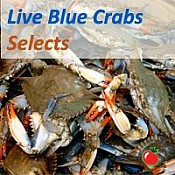 Live Crabs (SELECT)