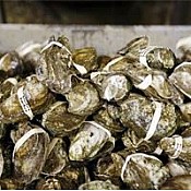 Louisiana Oysters (Whole) - Pasteurized