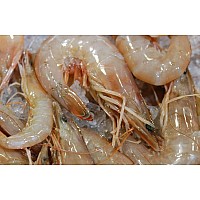 U/12 Gulf White Shrimp - Super Jumbo (Heads-On) IQF 10 Pounds