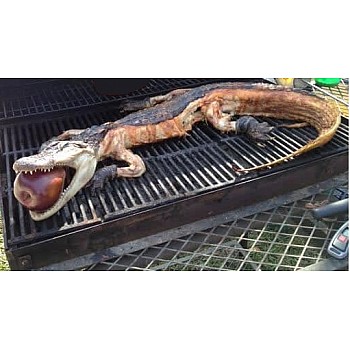 Whole Alligator