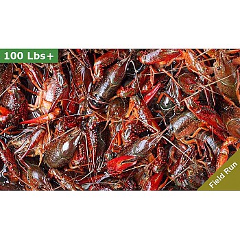 LIVE Crawfish 90 lbs Washed (FIELD RUN)