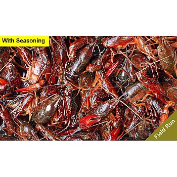 Live Crawfish Field Run with seasoning